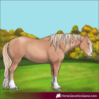 Horse Color:Gold Champagne Splash Rabicano 