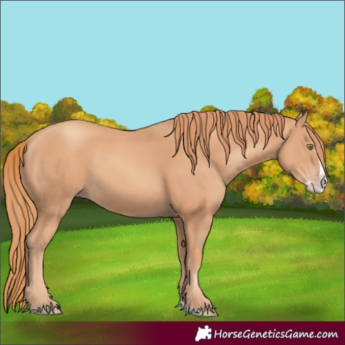 Horse Color:Gold Champagne Splash 