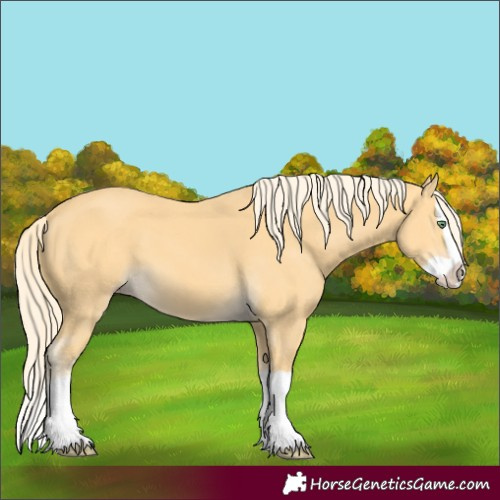 Horse Color:Gold Cream Champagne Splash 