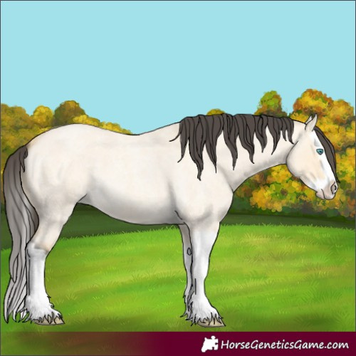 Horse Color:Buckskin Roan Dun Splash 