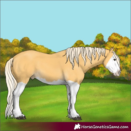 Horse Color:Palomino Splash