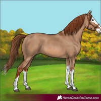 Horse Color:Red Dun Splash