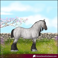 Horse Color:Smoky Grullo Roan