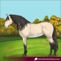Horse Color:Buckskin Dun Frame 