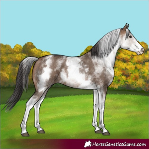 Horse Color:White Spotted Brown Dun 