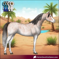 Horse Color:White Spotted Bay Roan Splash  and White Spotted Bay Roan Splash 