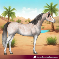 Horse Color:White Spotted Bay Roan Splash  and White Spotted Bay Roan Splash 