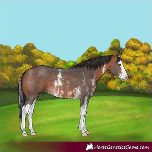Horse Color:Bay Sabino Splash
