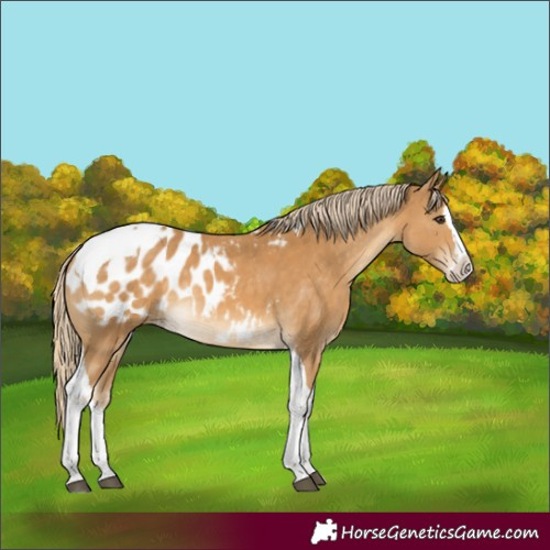 Horse Color:Palomino Splash Tobiano Blanket 