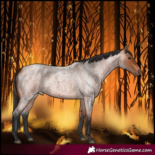 Horse Color:Bay Roan 