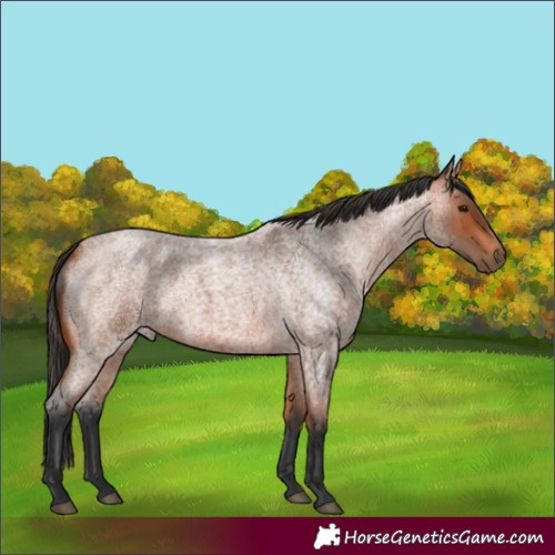 Horse Color:Bay Roan 