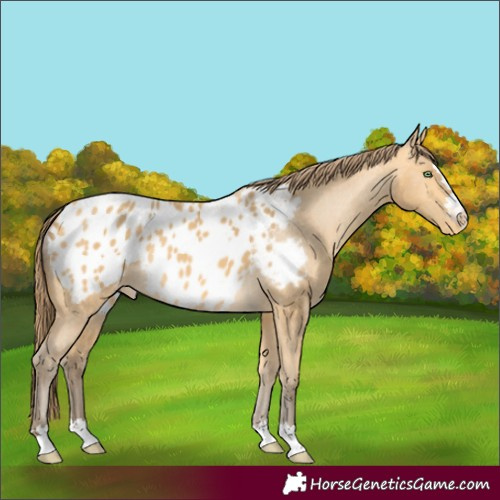 Horse Color:Amber Cream Champagne Appaloosa