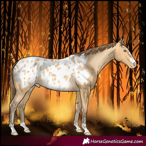 Horse Color:Amber Cream Champagne Blanket 