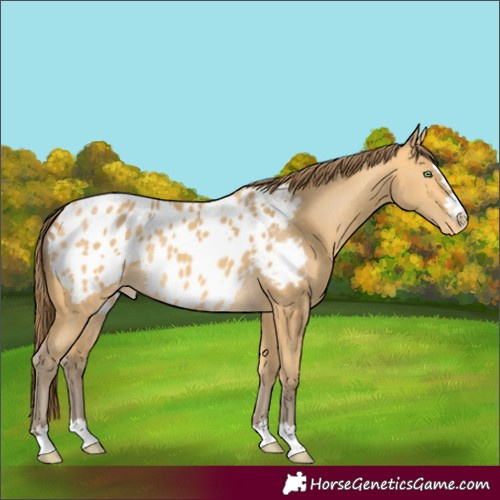 Horse Color:Amber Cream Champagne Appaloosa 