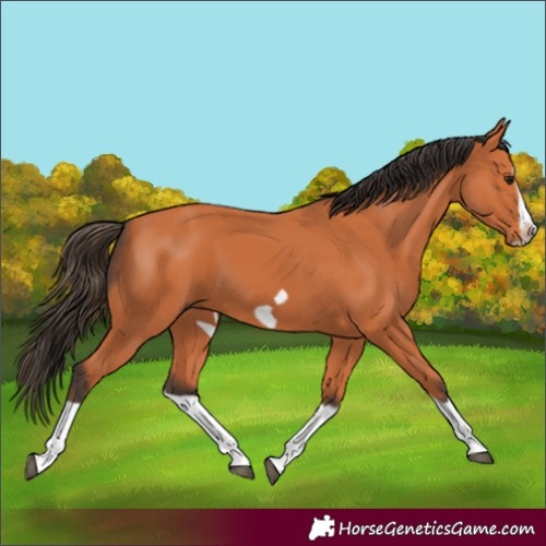Horse Color:Bay Splash Frame