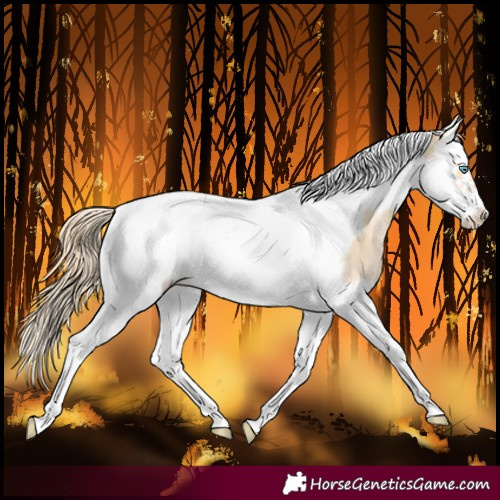 Horse Color:Buckskin Pearl Splash Tobiano Frame 