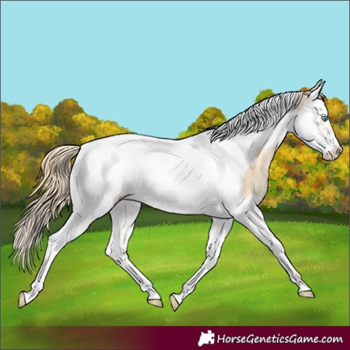 Horse Color:Buckskin Pearl Splash Tobiano Frame