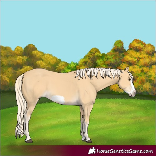 Horse Color:Palomino Splash Frame