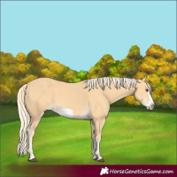 Horse Color:Palomino Splash Frame