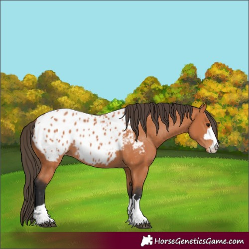 Horse Color:Bay Appaloosa 