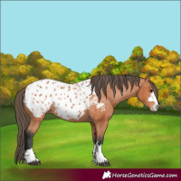Horse Color:Bay Appaloosa 