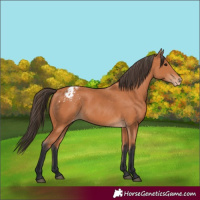 Horse Color:Bay Appaloosa