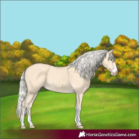 Horse Color:Gold Cream Champagne