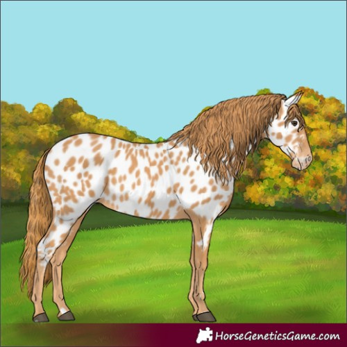 Horse Color:Chestnut Appaloosa 