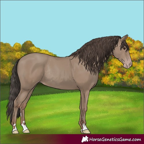 Horse Color:Classic Champagne Rabicano 