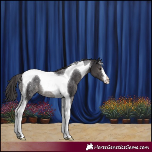 Horse Color:Smoky Black Tobiano Rabicano 