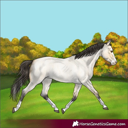 Horse Color:Buckskin Roan Dun Splash 