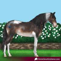 Horse Color:Brown Tobiano Varnish Rabicano 
