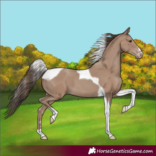Horse Color:Classic Champagne Tobiano