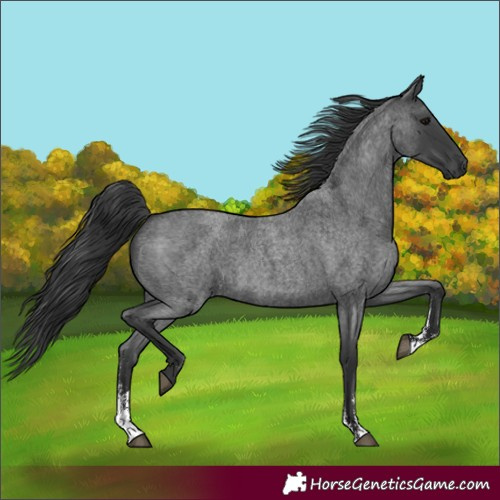 Horse Color:Blue Roan Sabino 