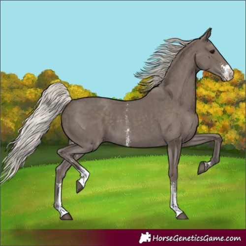 Horse Color:Silver Black Sabino 