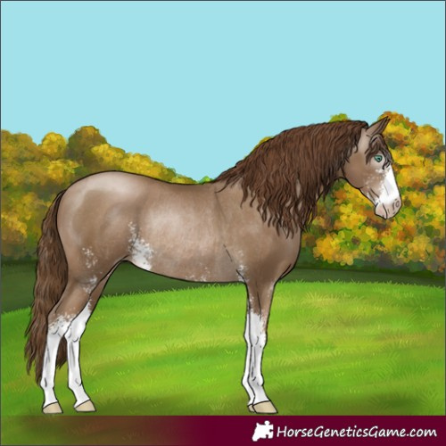 Horse Color:Gray Smoky Black Pearl Sabino Rabicano 