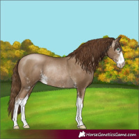 Horse Color:Gray Smoky Black Pearl Sabino Rabicano 