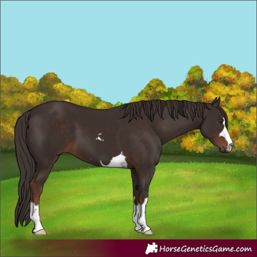 Horse Color:Liver Chestnut 