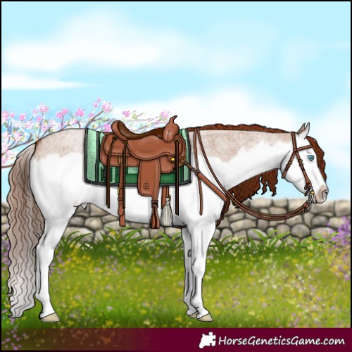 Horse Color:Red Dun Roan Splash Frame 