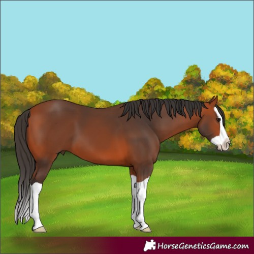 Horse Color:Bay Splash 