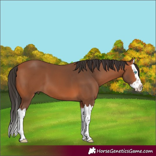 Horse Color:Bay Splash 