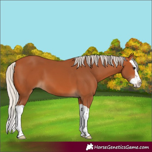 Horse Color:Silver Bay Splash