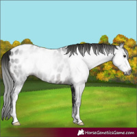 Horse Color:Gray Brown Sabino Near Leopard Rabicano 