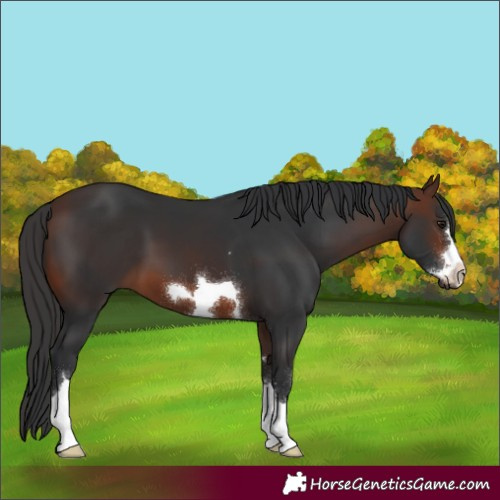 Horse Color:Brown 
