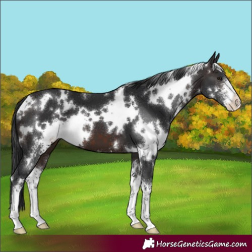 Horse Color:White Spotted Brown Sabino