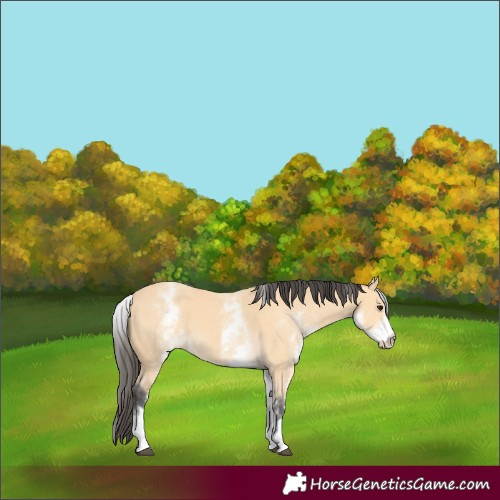 Horse Color:White Spotted Buckskin 