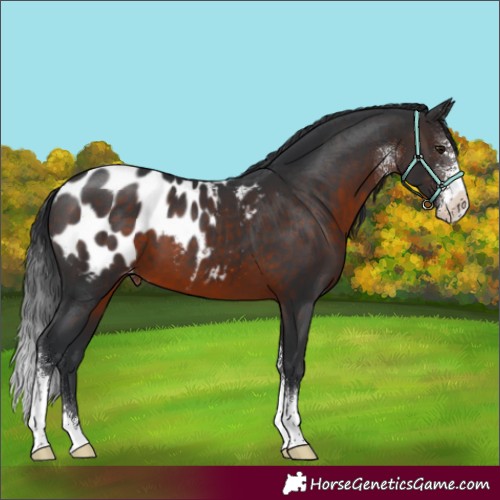 Horse Color:Brown Sabino Appaloosa