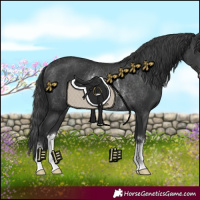 Horse Color:Black Rabicano