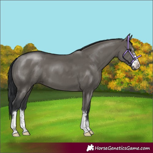 Horse Color:Grullo 