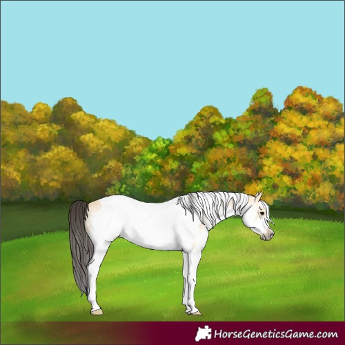 Horse Color:White Spotted Buckskin Tobiano Frame 